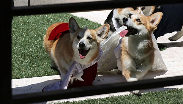 Стало известно, каких собак москвичи любят больше и меньше всего