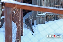 Из-за кота башкирское село два месяца просидело в карантине