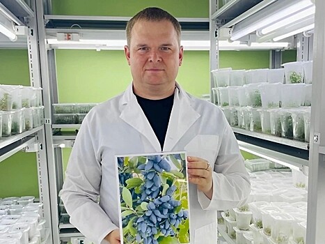 Новый сорт жимолости «Медведевская» представили мичуринские селекционеры
