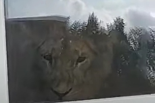 Урюпинский квартирный лев выглянул в окно и напугал жильцов