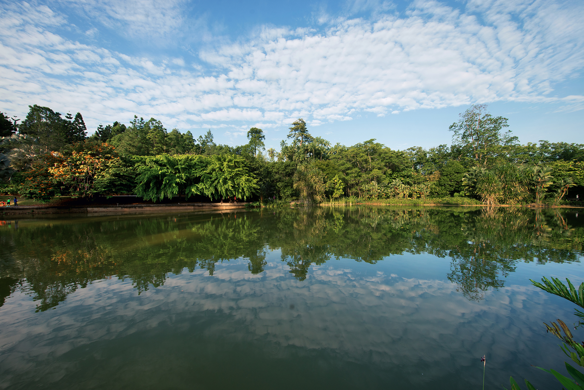 Ботанический сад, Сингапур, Азия