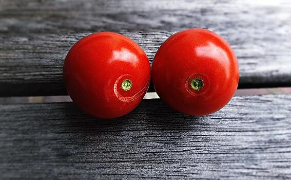 Посадить помидоры под зиму – да или нет?