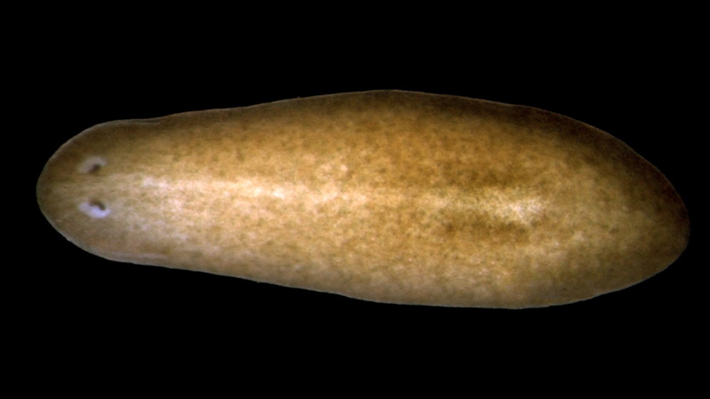 Генетики разгадали тайну способности червей выращивать органы