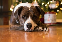 Для усатых и хвостатых: как сделать Новый год безопасным для животных