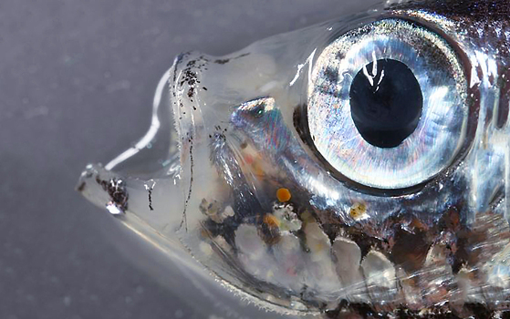 У глубоководной рыбки нашли новый тип зрительных рецепторов — «палочкоколбочки»