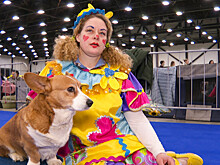 Модные питомцы: какие домашние животные самые популярные у россиян?