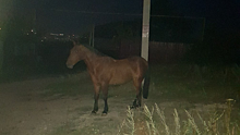 В Заводском районе саратовцы ищут хозяев гуляющей без присмотра лошади
