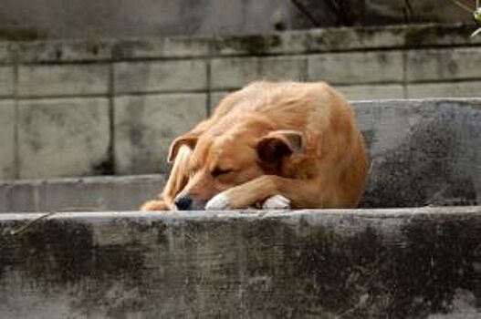 В Ярославле пройдет выставка-раздача бездомных собак