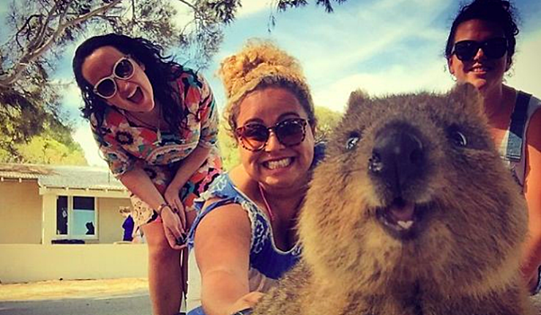 Instagram запрещает селфи с квокками, но австралийцам это не нравится. А квокк никто и не спрашивал