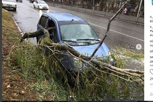В Железноводске огромная ветка придавила небольшой автомобиль