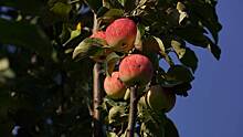 Агроном Селиванова рассказала, как выбрать сорт яблони