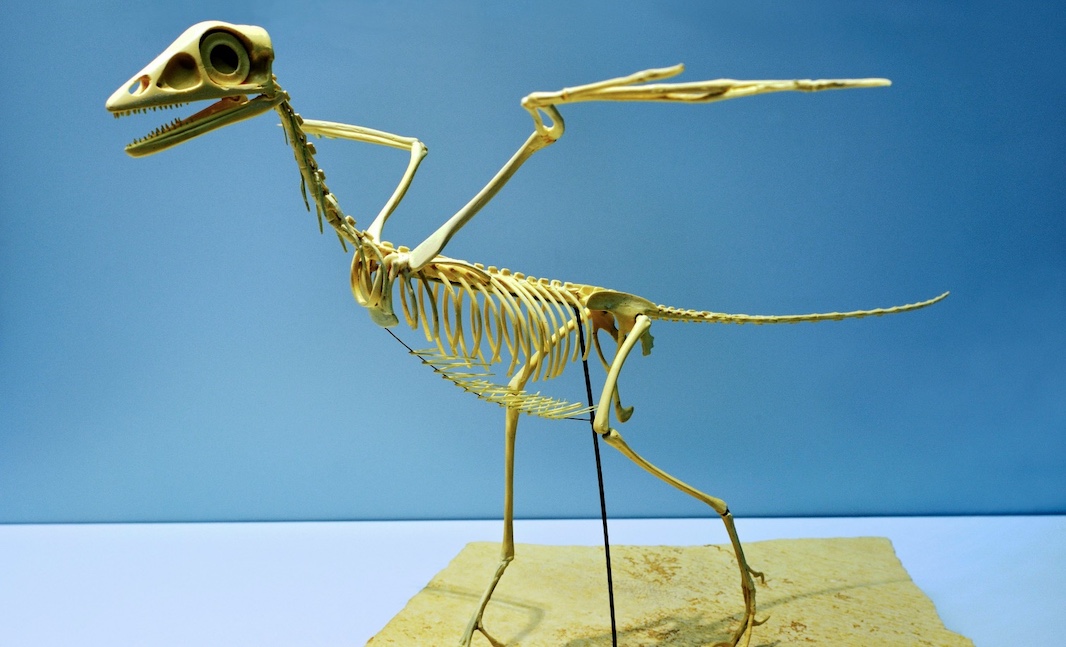 В Канаде нашли останки гигантского птерозавра со следами зубов крокодила