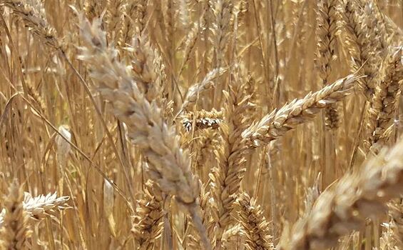 Семена и мысли: Нигерия развивает общинное семеноводство жароустойчивой пшеницы