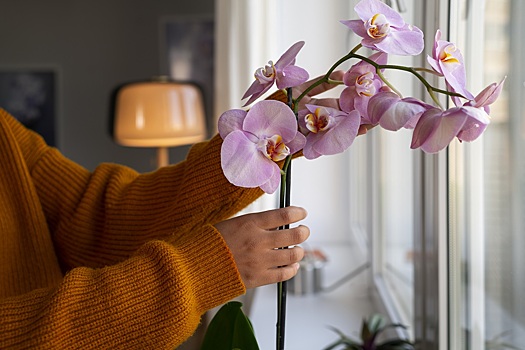 В Новосибирске в 2026 году начнут выращивать тепличные орхидеи