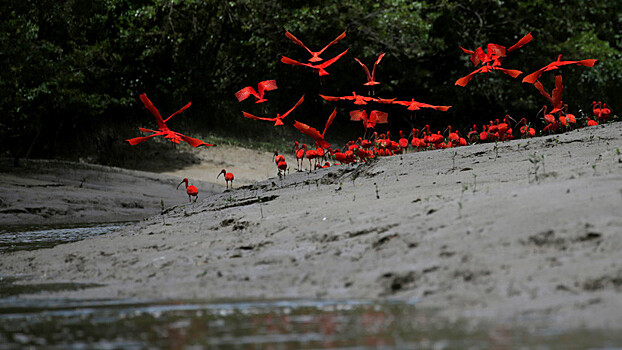 Чёрные реки: экологи протестуют против нефтедобычи в устье Амазонки