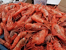 Рынок морепродуктов в России показал рост в первом квартале 2025 года