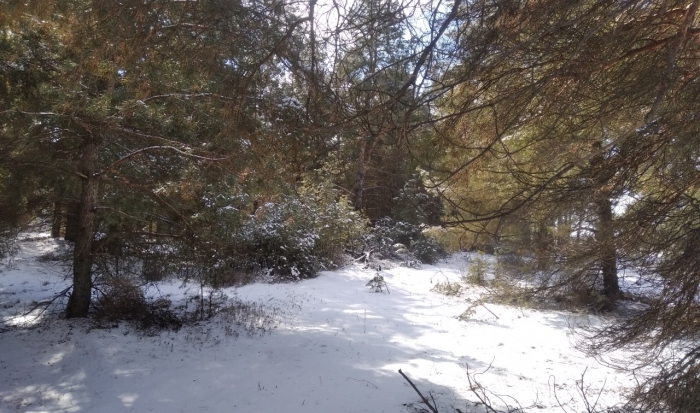 В лесничествах Волгоградской области стартовала заготовка снега