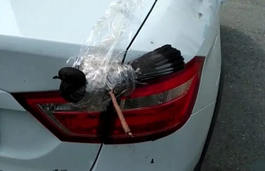 Екатеринбурженка спасла голубя, застрявшего лапой в багажнике легковушки