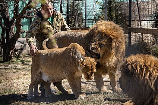 Появилось видео нападения льва на директора сафари-парка