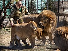 Появилось видео нападения льва на директора сафари-парка