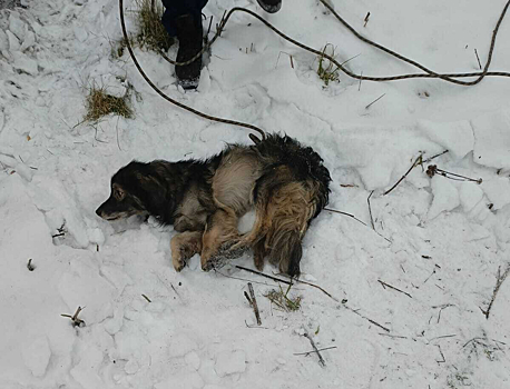 Спасатели вытащили собаку из ямы на территории снесенного дома в Кемерове