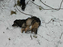 Спасатели вытащили собаку из ямы на территории снесенного дома в Кемерове