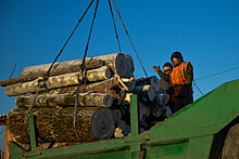 Глава Рослесинфорга Чащин заявил, что санкции ЕС против поставок леса не затронут Россию