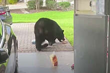 Американец обнаружил медведя, рывшегося в его холодильнике