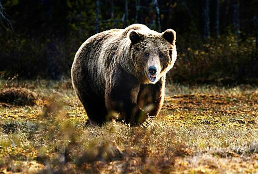 Медведь ночью вломился в палатку к туристке и покалечил ее