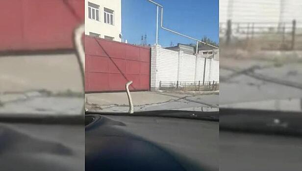 Змея проехала 100 километров автостопом по Кубани