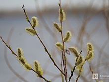 Высокое содержание пыльцы в воздухе зафиксировано в Нижнем Новгороде
