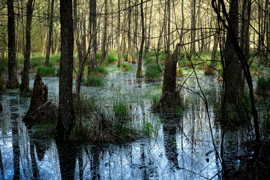 Ученые раскрыли тайну древних болот возрастом 15 тысяч лет