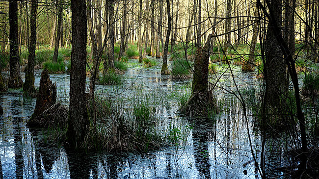 Ученые раскрыли тайну древних болот возрастом 15 тысяч лет