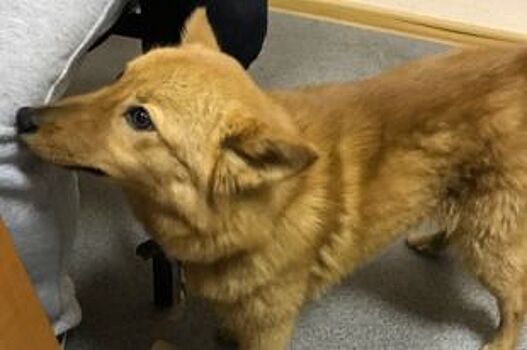 Похищенного щенка карело-финской лайки нашли под Гатчиной