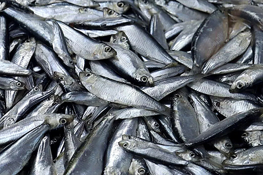 В Хакасию на поезде с Дальнего Востока привезли 60 тонн рыбы