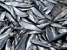 В Хакасию на поезде с Дальнего Востока привезли 60 тонн рыбы