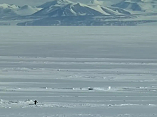 Видео с пингвином-нигилистом захватило соцсети и стало мемом