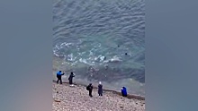 «Славная охота»: дельфины в погоне за кефалью подплыли к самому берегу на пляже в Анапе
