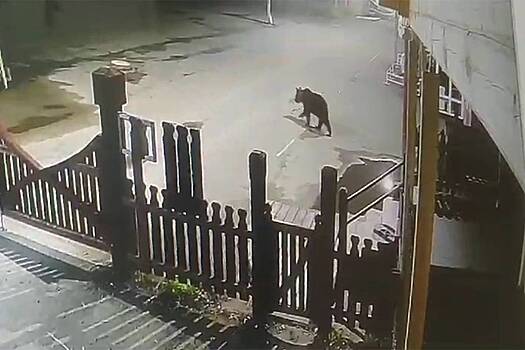 Медведь вынес из гостиницы мусорный бак и украл дыню