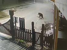 Медведь вынес из гостиницы мусорный бак и украл дыню