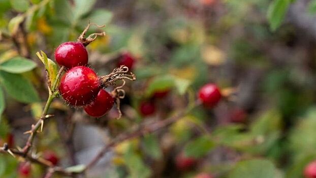 Почему стоит начать употреблять шиповник