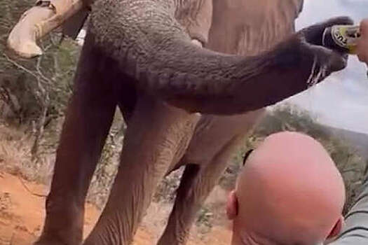 Daily Mail: в Кении раскритиковали туриста, напоившего слона пивом