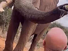 Daily Mail: в Кении раскритиковали туриста, напоившего слона пивом