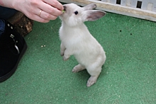 Годовалую петербурженку в контактном зоопарке покалечил кролик