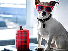 Началась пресс-конференция НСН, посвященная иску против ПАО «Аэрофлот»