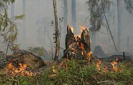 В Вологодской области установлен пожароопасный сезон с 26 апреля