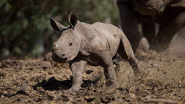 Ученые вырастили в пробирке белого носорога