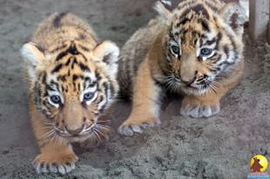 Тигрята, львята, лосенок и олененок родились в зоопарке Барнаула