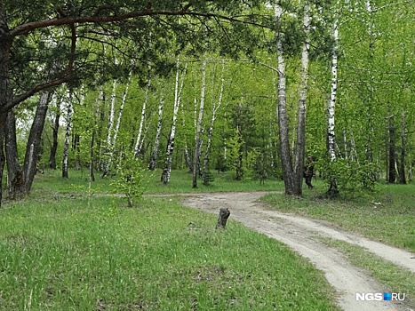 Да ладно! Рядом с будущим ЛДС на левом берегу Оби передумали вырубать лес