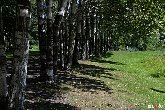 В Екатеринбурге началось голосование за место для новой аллеи с 63 деревьями